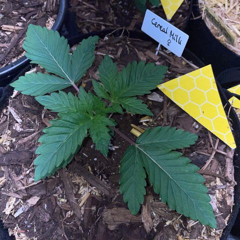 Cereal Milk #3 by KilliczGe growlog timeline photo