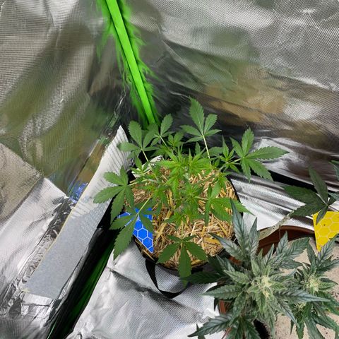 Purple Punch Automatic by KilliczGe growlog timeline photo