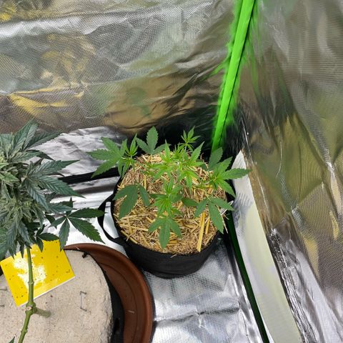 White Widow Automatic by KilliczGe growlog timeline photo