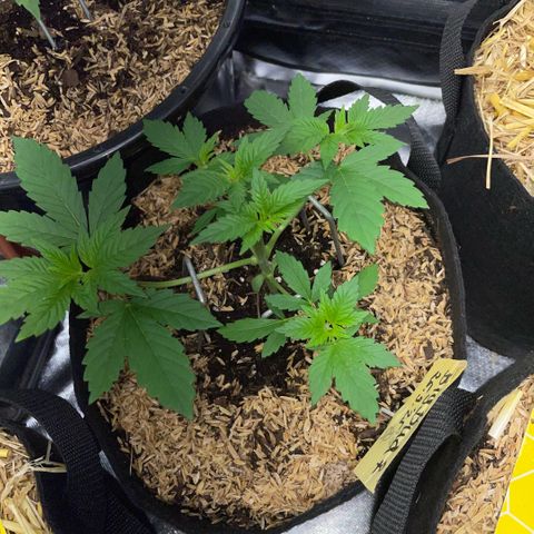 Big Bud by KilliczGe growlog timeline photo