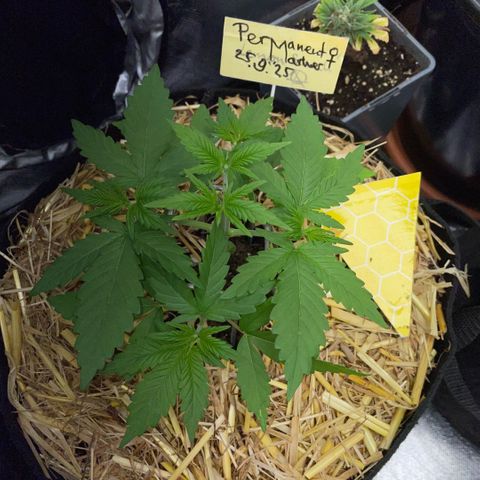 Permanent Marker by KilliczGe growlog timeline photo