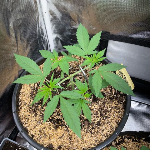 Purple Zkittlez #1 by KilliczGe growlog timeline photo