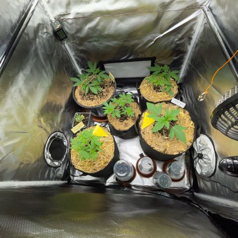 Purple Zkittlez #2 by KilliczGe growlog timeline photo