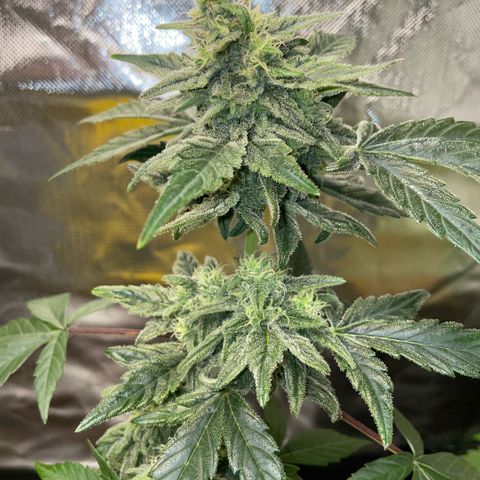 Late Outdoor season 25 - turned inside :D 1 AK48#2 auto  growlog timeline photo
