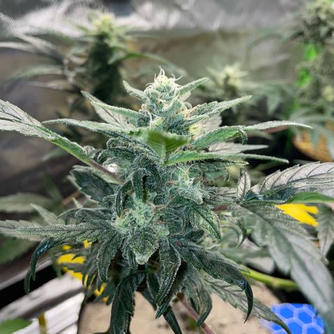 Late Outdoor season 25 - turned inside :D 1 AK48#2 auto  growlog timeline photo