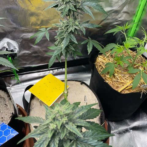 Late Outdoor season 25 - turned inside :D 1 AK48#2 auto  growlog timeline photo