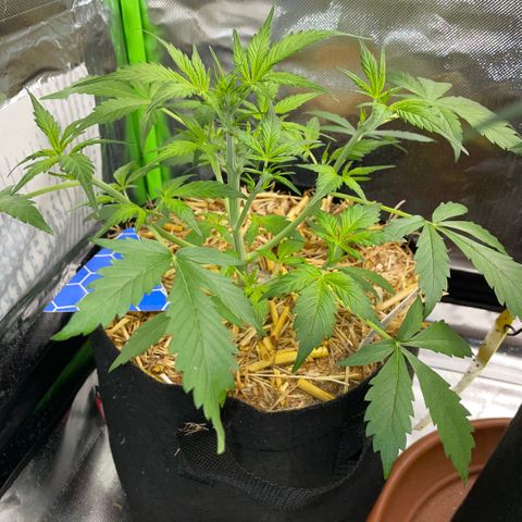 Purple Punch Automatic by KilliczGe growlog timeline photo