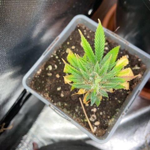 Tangerine Dream Clon #1 by KilliczGe growlog timeline photo