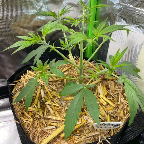 White Widow Automatic by KilliczGe growlog timeline photo