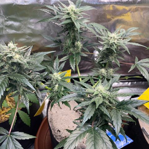 Late Outdoor season 25 - turned inside :D 1 AK48#2 auto  growlog timeline photo