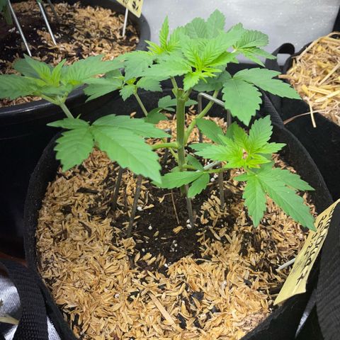 Big Bud by KilliczGe growlog timeline photo