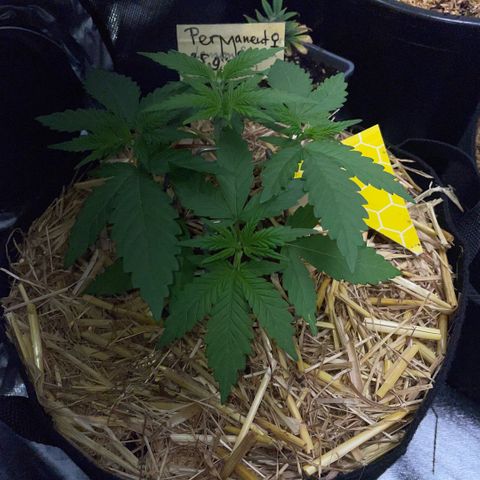 Permanent Marker by KilliczGe growlog timeline photo