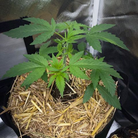 Purple Zkittlez #2 by KilliczGe growlog timeline photo