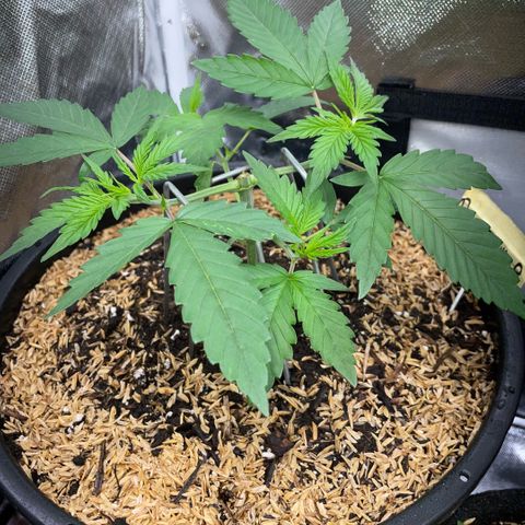 Purple Zkittlez #1 by KilliczGe growlog timeline photo