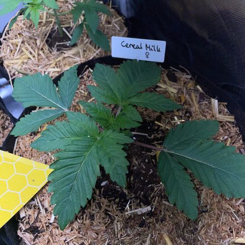 Cereal Milk #3 by KilliczGe growlog timeline photo