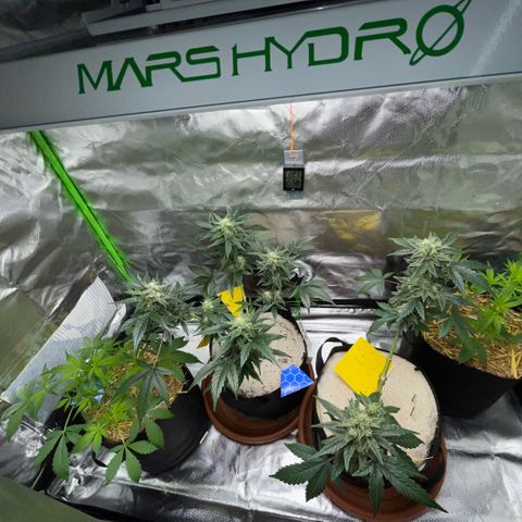 Late Outdoor season 25 - turned inside :D 1 AK48#2 auto  growlog timeline photo