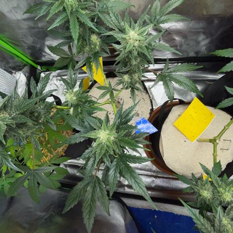 Late Outdoor season 25 - turned inside :D 1 AK48#2 auto  growlog timeline photo