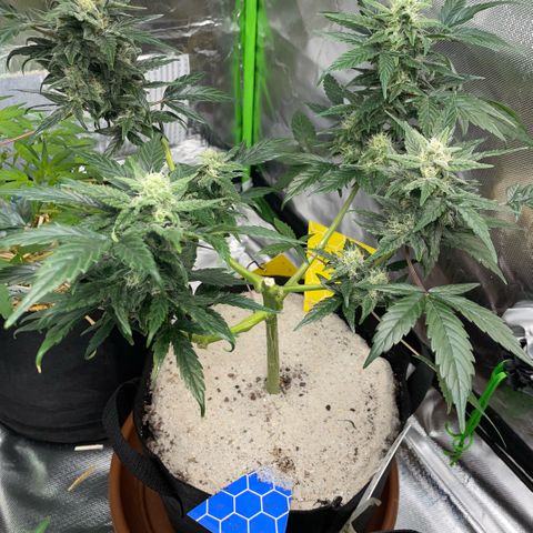 Late Outdoor season 25 - turned inside :D 1 AK48#2 auto  growlog timeline photo