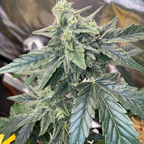 Late Outdoor season 25 - turned inside :D 1 AK48#2 auto  growlog timeline photo