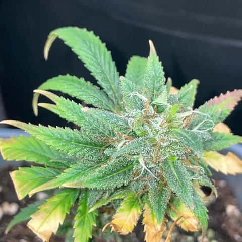 Tangerine Dream Clon #1 by KilliczGe growlog timeline photo