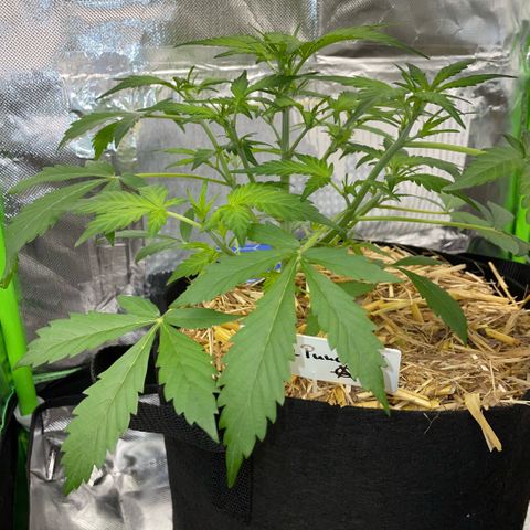 Purple Punch Automatic by KilliczGe growlog timeline photo