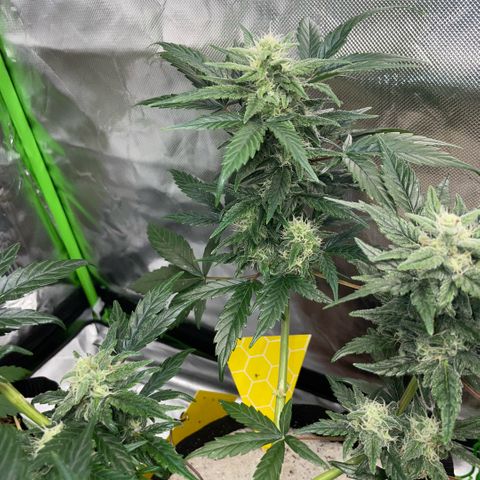 Late Outdoor season 25 - turned inside :D 1 AK48#2 auto  growlog timeline photo