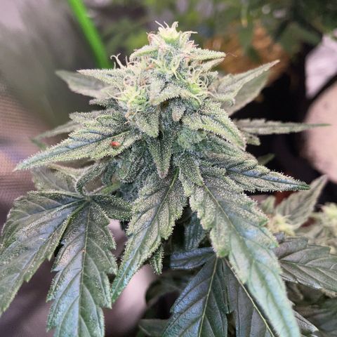 Late Outdoor season 25 - turned inside :D 1 AK48#2 auto  growlog timeline photo