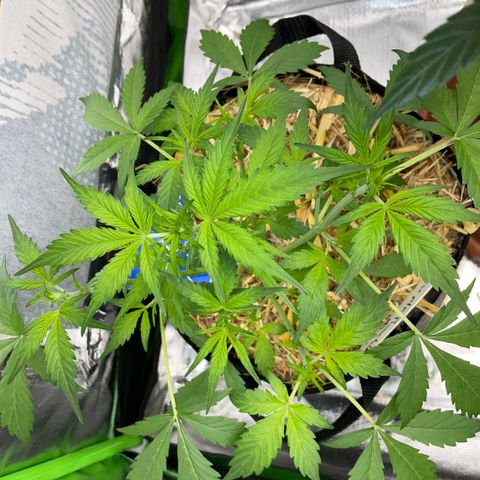 Purple Punch Automatic by KilliczGe growlog timeline photo