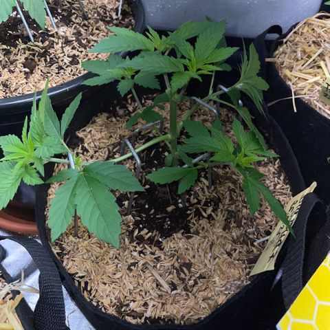 Big Bud by KilliczGe growlog timeline photo