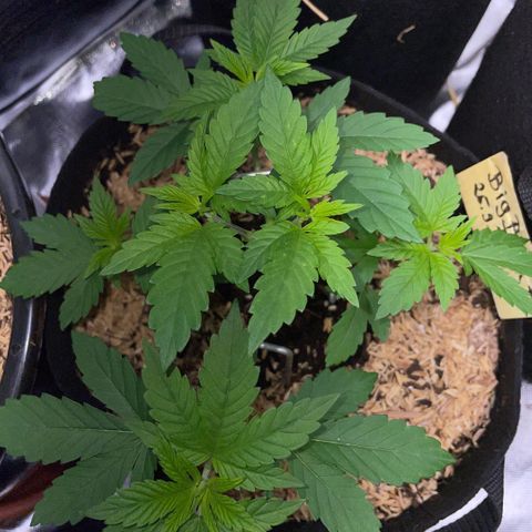 Big Bud by KilliczGe growlog timeline photo