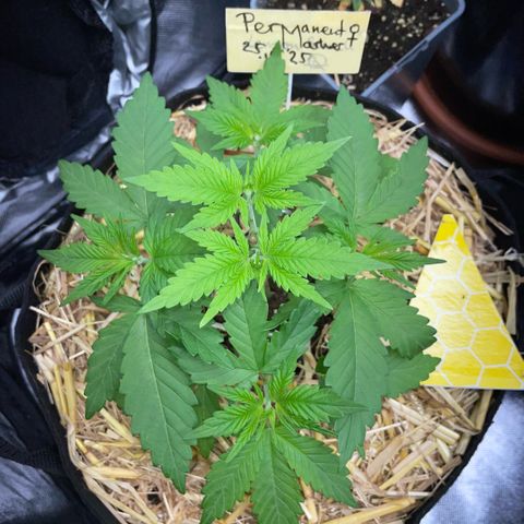 Permanent Marker by KilliczGe growlog timeline photo