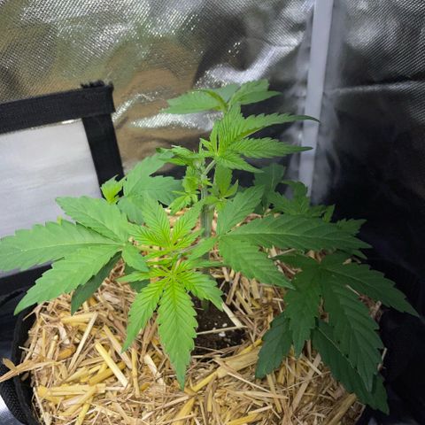 Purple Zkittlez #2 by KilliczGe growlog timeline photo