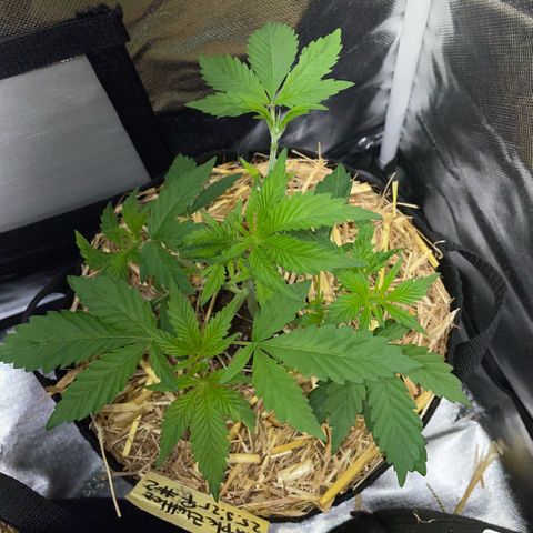 Purple Zkittlez #2 by KilliczGe growlog timeline photo