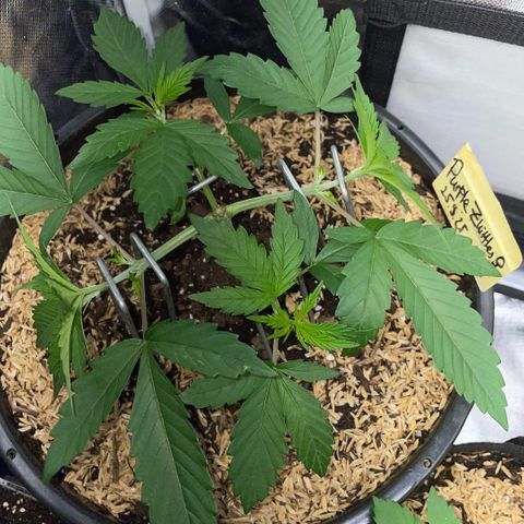 Purple Zkittlez #1 by KilliczGe growlog timeline photo