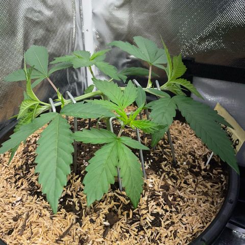 Purple Zkittlez #1 by KilliczGe growlog timeline photo