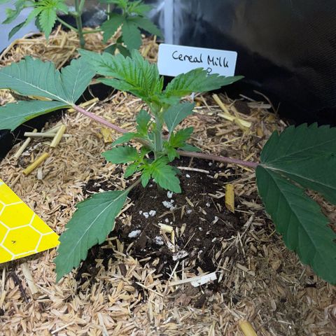 Cereal Milk #3 by KilliczGe growlog timeline photo