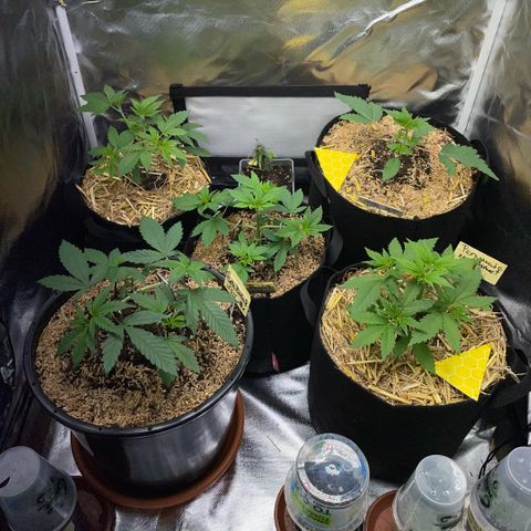 Purple Zkittlez #2 by KilliczGe growlog timeline photo