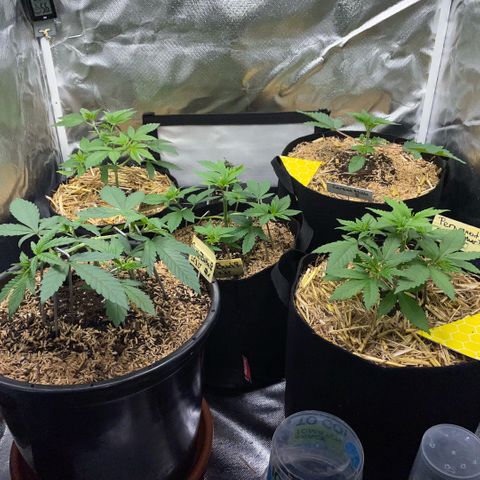 Purple Zkittlez #2 by KilliczGe growlog timeline photo