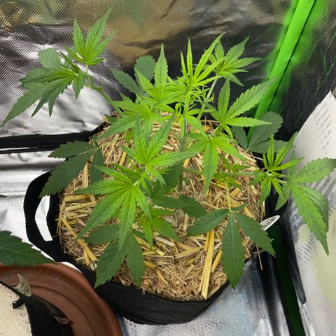 White Widow Automatic by KilliczGe growlog timeline photo