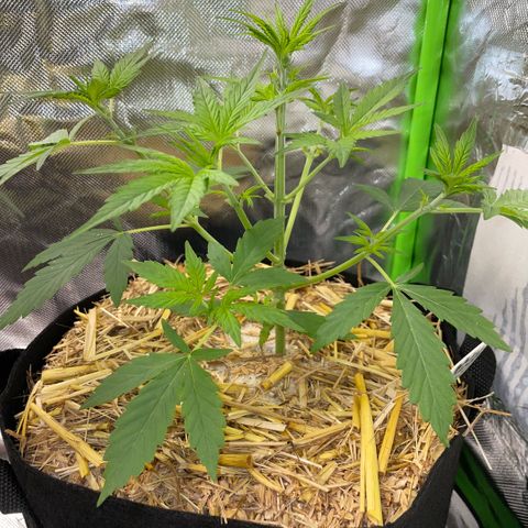 White Widow Automatic by KilliczGe growlog timeline photo