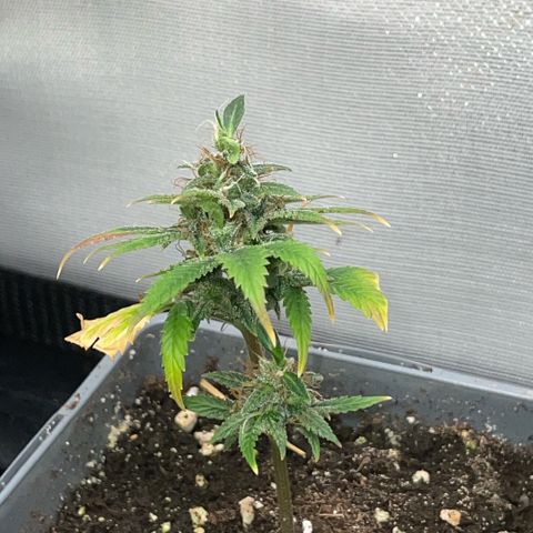 Tangerine Dream Clon #1 by KilliczGe growlog timeline photo