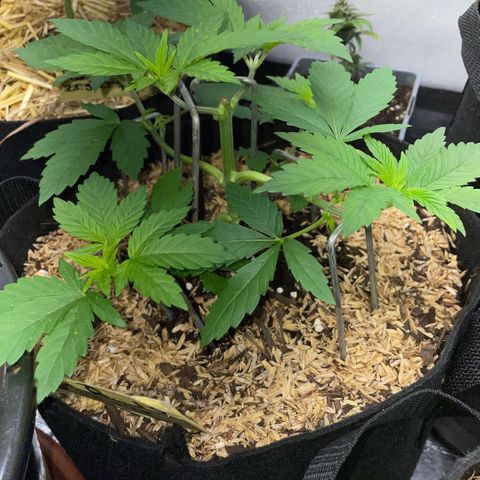 Big Bud by KilliczGe growlog timeline photo