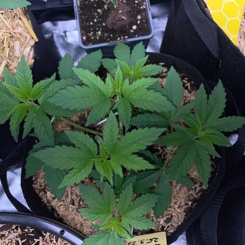 Big Bud by KilliczGe growlog timeline photo