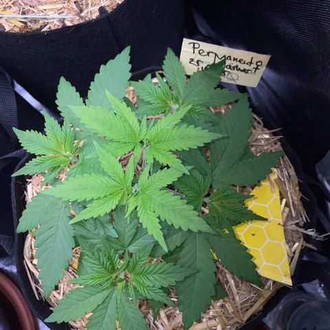 Permanent Marker by KilliczGe growlog timeline photo