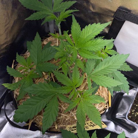 Purple Zkittlez #2 by KilliczGe growlog timeline photo