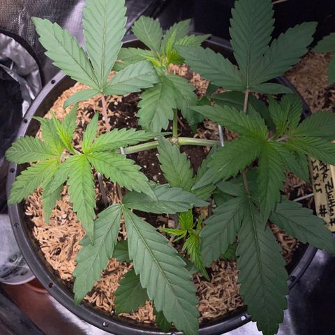 Purple Zkittlez #1 by KilliczGe growlog timeline photo