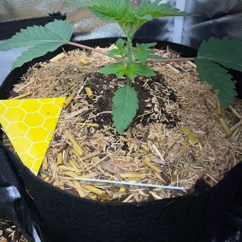 Cereal Milk #3 by KilliczGe growlog timeline photo