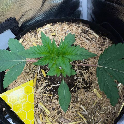 Cereal Milk #3 by KilliczGe growlog timeline photo