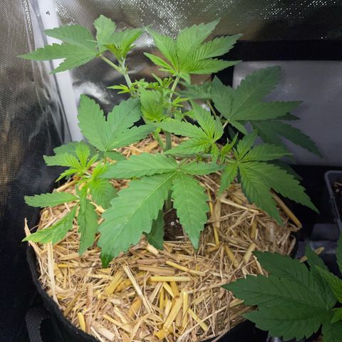 Purple Zkittlez #2 by KilliczGe growlog timeline photo