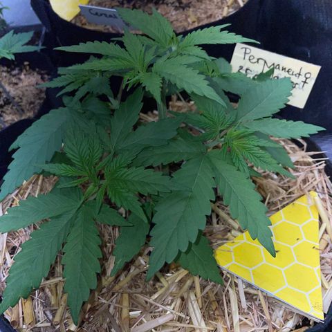 Permanent Marker by KilliczGe growlog timeline photo